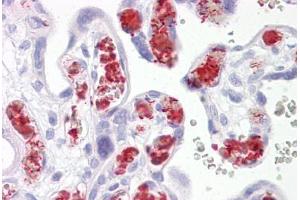 Anti-TBKBP1 antibody IHC staining of human placenta. (TBKBP1 antibody  (AA 300-350))