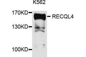 Western blot analysis of extracts of K562 cells, using RECQL4 antibody. (RECQL4 antibody)