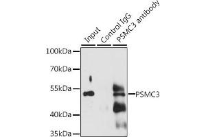 Immunoprecipitation analysis of 200 μg extracts of Jurkat cells, using 3 μg PSMC3 antibody (ABIN6131892, ABIN6146324, ABIN6146325 and ABIN6217303).