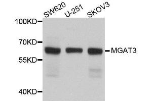Western blot analysis of extracts of various cell lines, using MGAT3 antibody. (MGAT3 antibody  (AA 364-533))