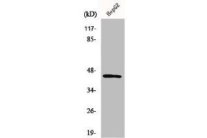 Western Blot analysis of HepG2 cells using Nap1 Polyclonal Antibody (AZI2 antibody  (N-Term))