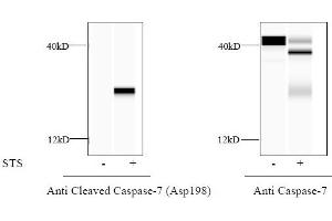 HeLa cells were treated or untreated with STS. (Caspase 7 ELISA Kit)