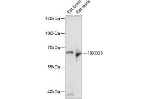 Western blot analysis of extracts of various cell lines, using FBXO33 antibody (ABIN7267091) at 1:1000 dilution. (FBXO33 antibody  (AA 346-555))