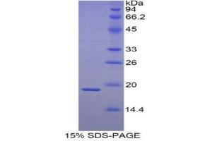SDS-PAGE (SDS) image for Heat Shock 27kDa Protein 3 (HSPB3) (AA 1-150) protein (His tag) (ABIN2121215)
