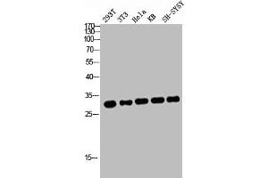 Western blot analysis of 293T 3T3 HELA KB SH-SY5Y lysis using ATF-1 antibody. (AFT1 antibody  (C-Term))