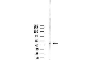 anti-Proteasome (Prosome, Macropain) 26S Subunit, Non-ATPase, 11 (PSMD11) (Internal Region) antibody
