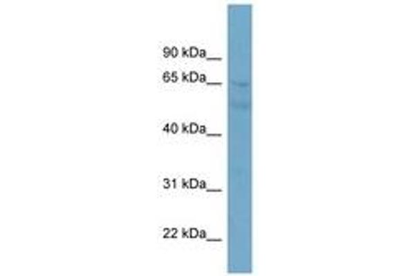 ZNF671 antibody  (N-Term)