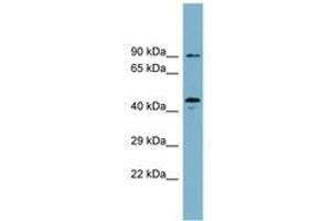 Image no. 1 for anti-WD Repeat Domain, phosphoinositide Interacting 1 (WIPI1) (AA 35-84) antibody (ABIN6744114) (WIPI1 antibody  (AA 35-84))