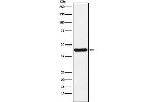 Western blot analysis of NUDEL expression in HeLa cell lysate. (Recombinant NDEL1 antibody)