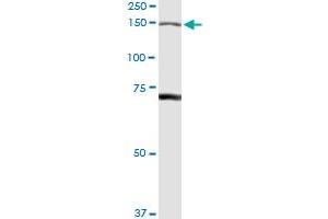 IARS antibody  (AA 1-1055)