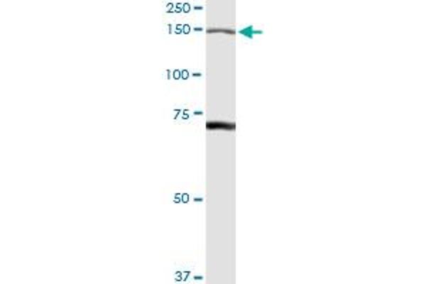 IARS antibody  (AA 1-1055)