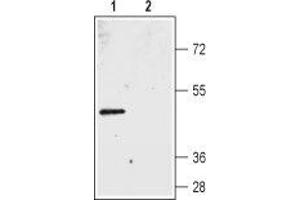 Western blot analysis of rat colon membranes: - 1. (Bestrophin 2 antibody  (3rd Extracellular Loop))