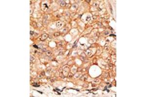 Image no. 2 for anti-Calmodulin 1 (Calm1) (C-Term) antibody (ABIN357122) (Calmodulin 1 antibody  (C-Term))