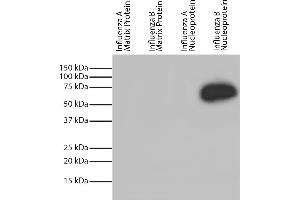 Western Blotting (WB) image for anti-Influenza Nucleoprotein antibody (Influenza B Virus) (ABIN5707185)