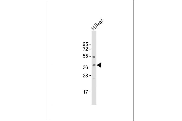 OR3A2 antibody  (C-Term)