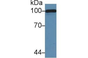 Western blot analysis of Mouse Serum, using Mouse C5a Antibody (5 µg/ml) and HRP-conjugated Goat Anti-Rabbit antibody (