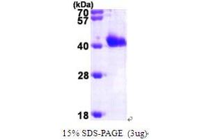 SDS-PAGE (SDS) image for GIPC PDZ Domain Containing Family, Member 1 (GIPC1) (AA 1-333) protein (His tag) (ABIN667795) (GIPC1 Protein (AA 1-333) (His tag))