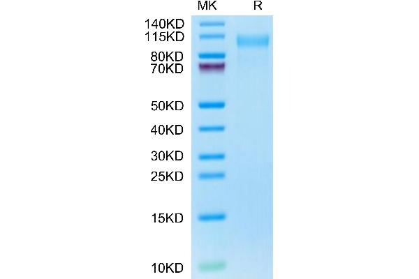CD31 Protein (AA 28-602) (His tag)