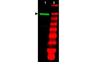 Image no. 1 for anti-Ubiquitin-Like Modifier Activating Enzyme 1 (UBA1) antibody (ABIN401028) (UBA1 antibody)