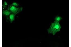 Immunofluorescence (IF) image for anti-Spermidine/Spermine N1-Acetyltransferase 2 (SAT2) antibody (ABIN1500807) (SAT2 antibody)