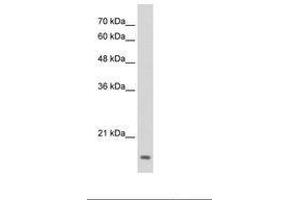 Image no. 1 for anti-Transcription Factor MafG (Mafg) (N-Term) antibody (ABIN6736290) (Mafg antibody  (N-Term))
