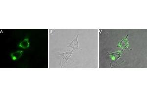Expression of KV1. (KCNA2 antibody  (Extracellular))