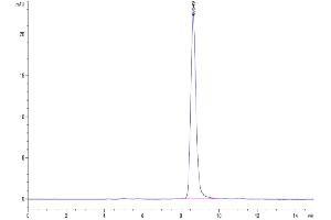 The purity of Mouse CD14 is greater than 95 % as determined by SEC-HPLC. (CD14 Protein (CD14) (AA 16-345) (His tag))