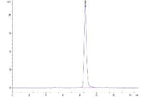 The purity of Mouse CD14 is greater than 95 % as determined by SEC-HPLC. (CD14 Protein (CD14) (AA 16-345) (His tag))