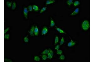Immunofluorescent analysis of Hela cells using ABIN7161394 at dilution of 1:100 and Alexa Fluor 488-congugated AffiniPure Goat Anti-Rabbit IgG(H+L) (NPX1 antibody  (AA 88-227))
