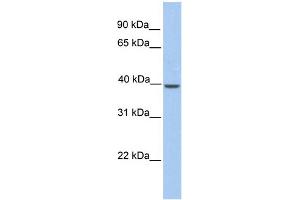 WB Suggested Anti-Klkbl4 Antibody Titration: 0. (PRSS54 antibody  (C-Term))