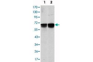 Western blot analysis using BLNK monoclonal antibody, clone 5G9  against NIH/3T3 (1) and BCBL-1 (2) cell lysate.