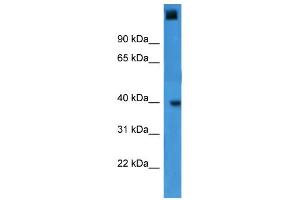 WB Suggested Anti-GTF2A1 Antibody Titration:  0.
