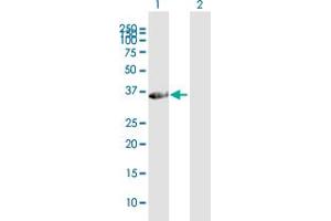 Western Blot analysis of FAM21C expression in transfected 293T cell line by FAM21C MaxPab polyclonal antibody. (FAM21C antibody  (AA 1-283))