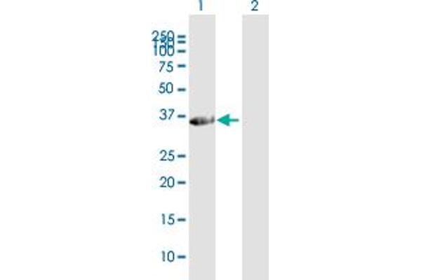 FAM21C antibody  (AA 1-283)