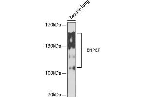 Western blot analysis of extracts of mouse lung, using ENPEP antibody  at 1:1000 dilution. (ENPEP antibody  (AA 708-957))