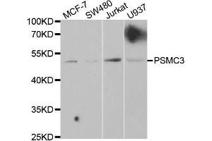 Western blot analysis of extracts of various cell lines, using PSMC3 antibody. (PSMC3 antibody  (AA 1-180))