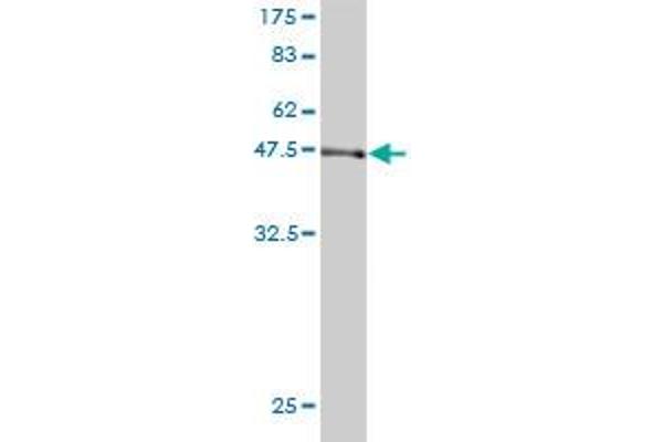 RAP1A antibody  (AA 1-184)