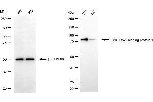 Western blotting analysis using EWS RNA binding protein 1 antibody (ABIN7798537). (Recombinant EWSR1 antibody)