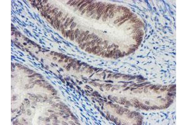 SENP2 antibody  (AA 139-523)