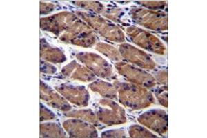 Immunohistochemistry analysis in formalin fixed and paraffin embedded human stomach tissue reacted with PODNL1 Antibody (Center) followed which was peroxidase conjugated to the secondary antibody and followed by DAB staining. (PODNL1 antibody  (Middle Region))