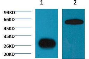 Immunoprecipitation (IP) image for anti-Green Fluorescent Protein (GFP) antibody (ABIN3178681) (GFP antibody)