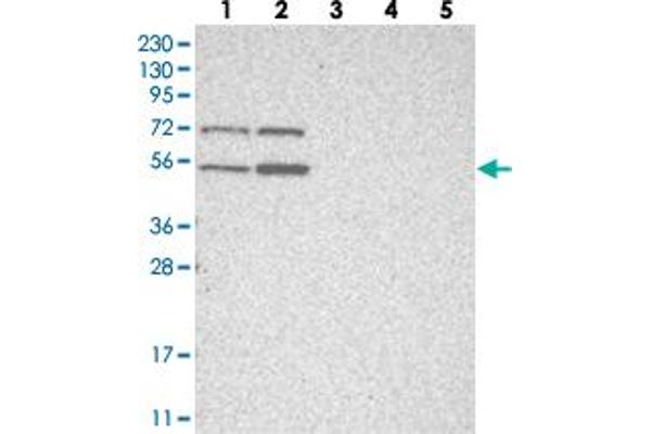ZFP69 anticorps