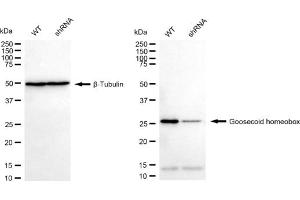 Western blotting analysis using Goosecoid homeobox antibody (ABIN7798799).
