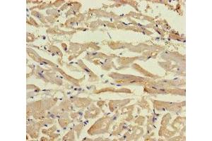 Immunohistochemistry of paraffin-embedded human heart tissue using ABIN7165132 at dilution of 1:100 (BEX5 antibody  (AA 1-111))
