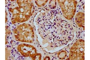 IHC image of ABIN7159453 diluted at 1:300 and staining in paraffin-embedded human kidney tissue performed on a Leica BondTM system. (Cyclin M2 antibody  (AA 739-875))