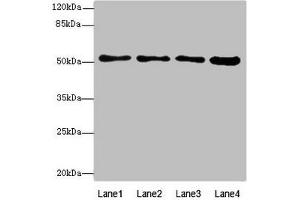 Western blot All lanes: BTNL2antibody at 4. (BTNL2 antibody  (AA 246-455))