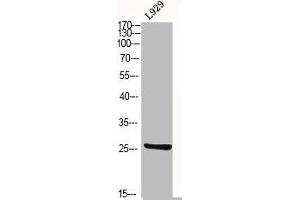 Western Blot analysis of L929 cells using CD9 Polyclonal Antibody (CD9 antibody  (Internal Region))