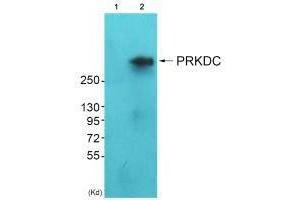 Western blot analysis of extracts from HeLa cells (Lane 2), using DNA-PK antiobdy.