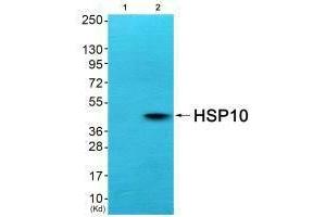 Western blot analysis of extracts from COS7 cells (Lane 2), using HSP10 antiobdy. (HSPE1 antibody)