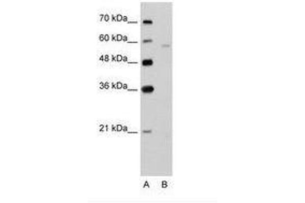 SLC22A7 Antikörper  (AA 51-100)